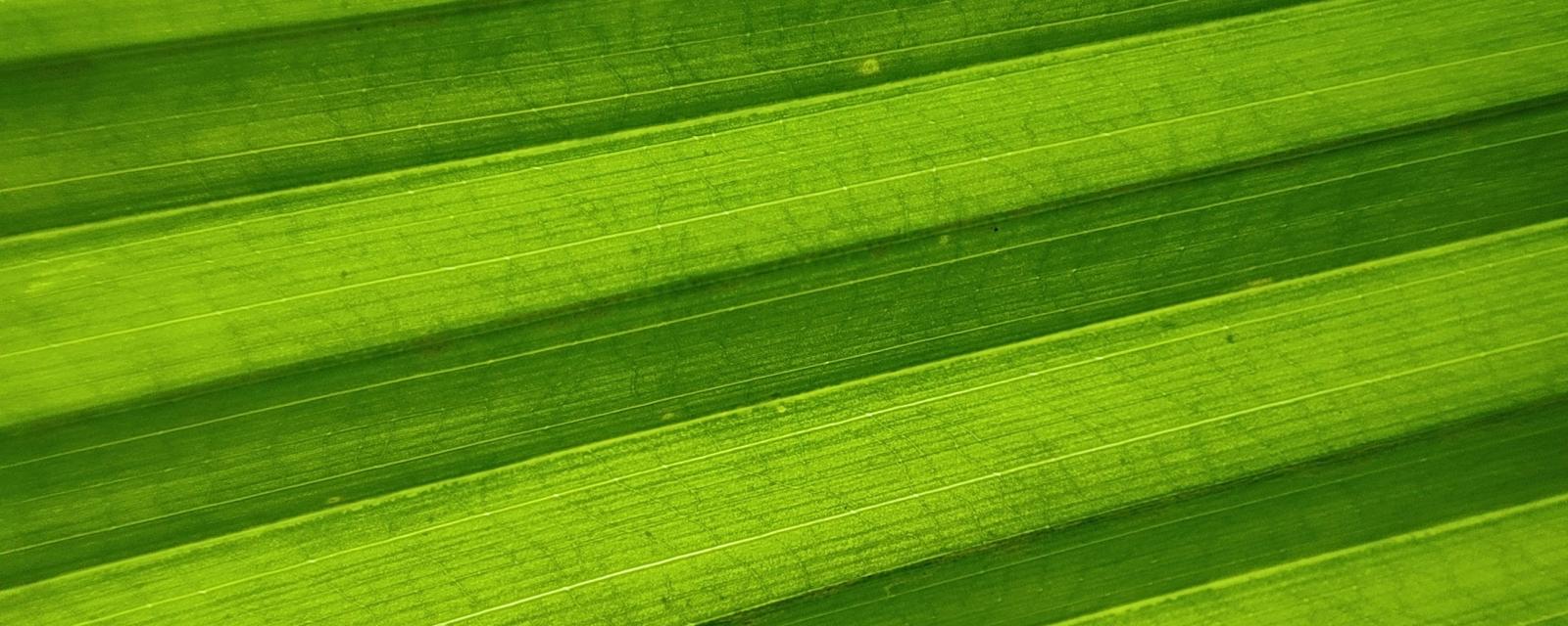 MySustainableCorner – June 2025